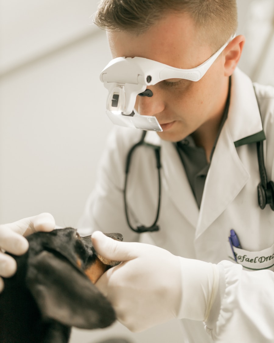 A veterinarian using magnification loupes to examine a dog's teeth