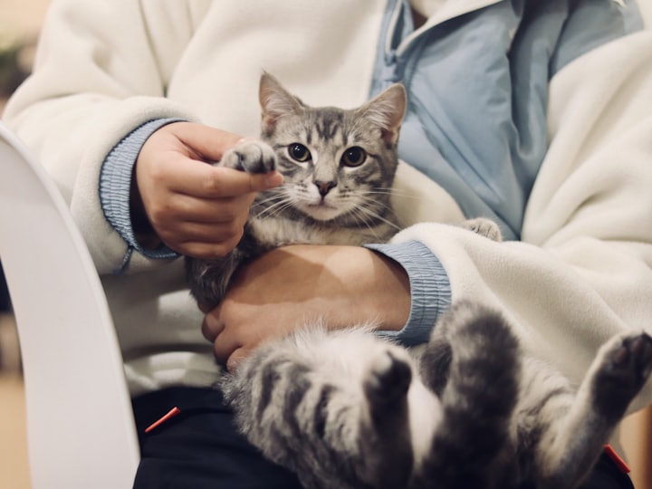 A tabby cat resting calmly in its owner's arms during a consultation