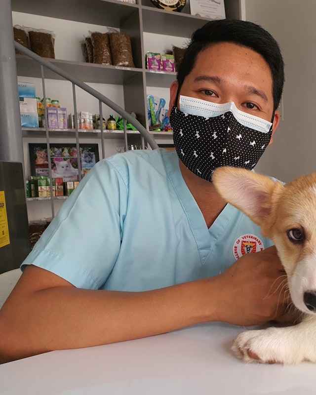 A veterinarian in scrubs reassuring a young dog on the consulting table