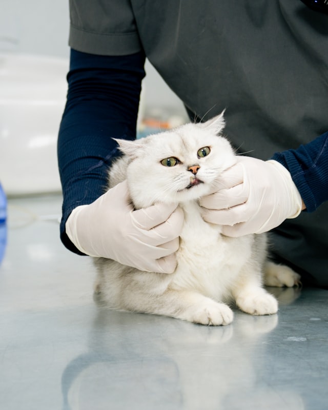 A veterinary professional gently holding a long-haired white cat