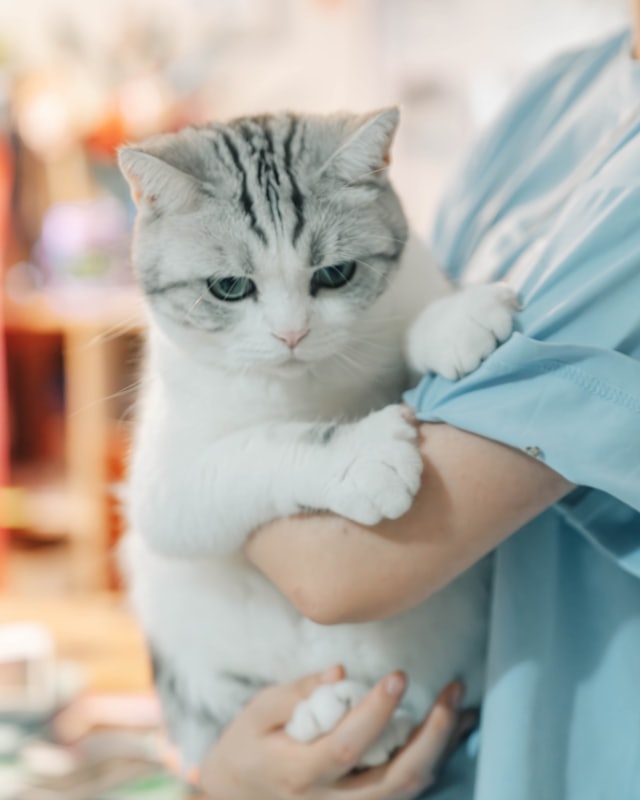 A veterinary nurse carrying a calm grey cat through the clinic